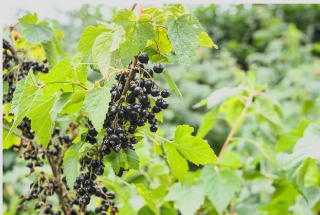 Black Currant Bush Live Plant – Ribes nigrum – Edible Berry Shrub – 2 Year Plant 8–18” Tall – Cold Hardy Fruit Bush - Image 6