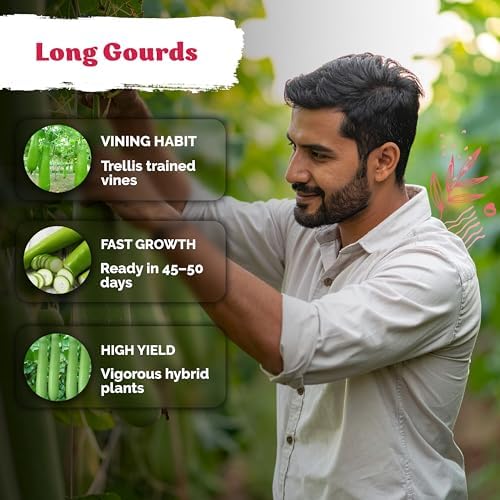 15 Nam Tao Ngam Gourd Vegetable Seeds for Planting, Lagenaria Siceraria - Image 4