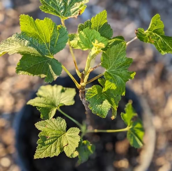 Live Pixwell Gooseberry Plant, Cold Hardy Gooseberry Shrub, Blush Pink Gooseberries Bush Stater Tree, 6-12" Tall - Image 3