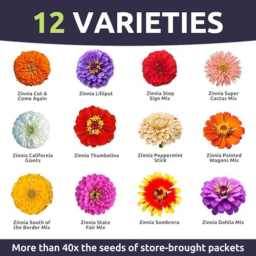 Zinnia Crazy Blend - Bulk 1/4 Pound Pouch - 15,000 Flower Seeds for Planting - Zinnia elegans - Image 3
