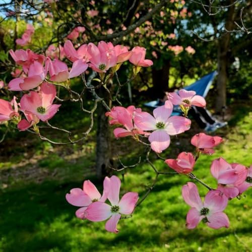 Pink Dogwood Tree Live Plant, Ornamental Tree, 6-12 Inch Tall, Quart Pot - Image 3