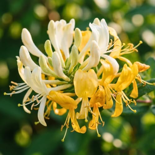 Scentsation Honeysuckle Plant Live in 2.5" Pot, Fragrant Lonicera Plant - Image 5