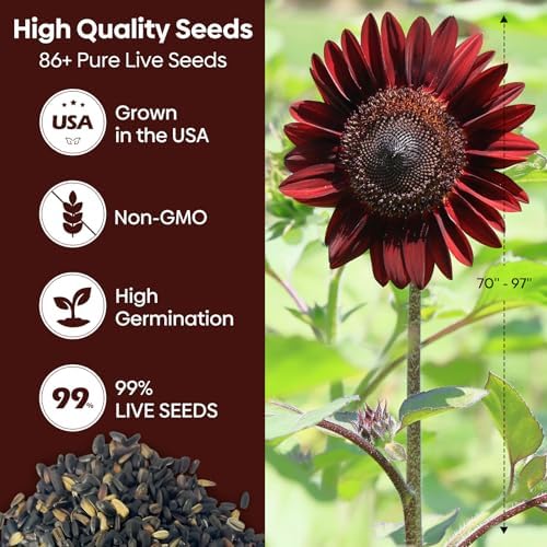 Groundio 160+ Chocolate Sunflower Seeds to Plant - Helianthus Annuus - Image 2