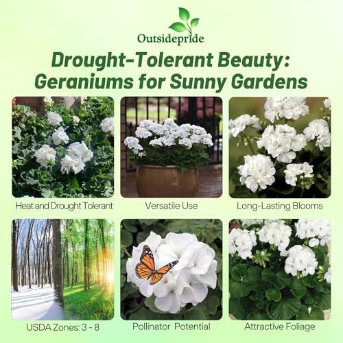 Outsidepride White Geranium Seeds for Planting - 25 Pcs Annual, Heat & Drought Tolerant Flower Seeds with Green Foliage & White Blooms for Pots, Borders & Lush Summer Garden Displays - Image 2