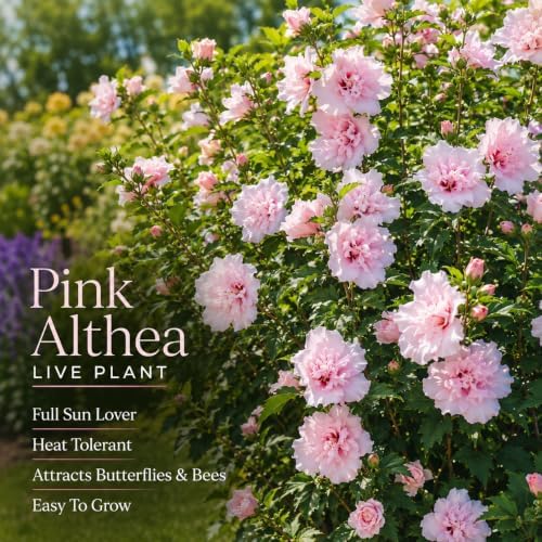 Pink Rose of Sharon Plant Live, 8-12" Tall Quart Pot Flowering Trees, Hibiscus Shrubs for Outdoor Planting, Landscaping & Garden Bed (DORMANT Plant) - Image 5