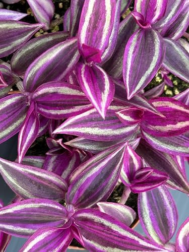 Pink Wandering Jew Live Plant - Tradescantia Pink Paradise, Vibrant Foliage Indoor Houseplant, Air Purifier, Easy to Grow for Home and Office by AUGUSTBREEZEFARM