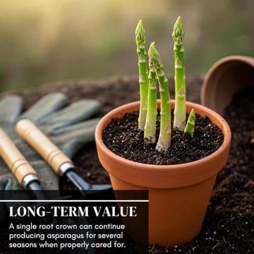 Mary Washington Live Asparagus Bare Root Plants - 2yr Crowns - (5 Crowns) Can Not Ship to California - Image 4