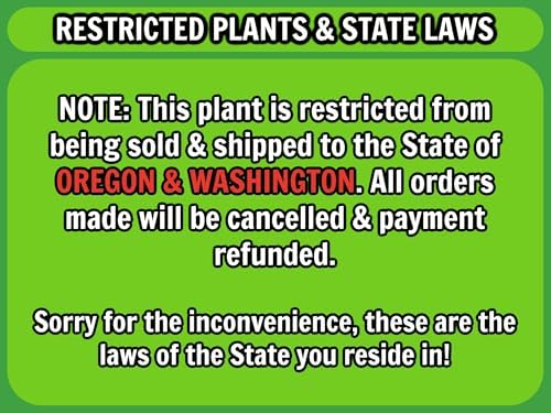 Greenwood Nursery: Live Shrub Plants - 'Black Knight' Butterfly Bush + Buddleja/Buddleia Davidii - [Qty: 5X Pint Pots] - (Click for Other Available Plants/Quantities) - Image 6