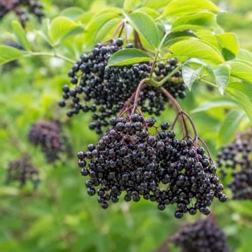 Wildwood Elderberry Shrub - 12-16" Tall Live Plant - Gallon Pot by Unknown