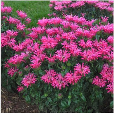 Monarda 'Electric Neon Pink' Live Plant – 3 Inch Pot | Bee Balm Perennial Flower | Attracts Pollinators | Vibrant Pink Blooms for Garden, Containers, Borders - Image 4
