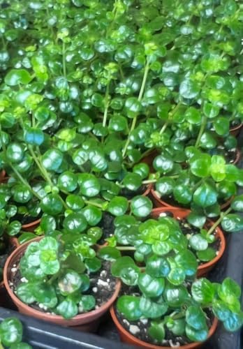 Baby Tears Plant in 2-Inch Pot – Lush, Delicate Groundcover for Indoors or Terrariums - Image 4
