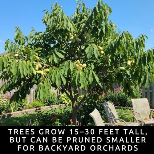 5 Pawpaw Tree Seeds | Asimina Triloba Native Fruit Tree Seeds - Image 2