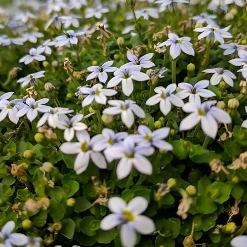Laurentia Fluviatilis ‘Blue Star Creeper’ – Low-Growing Ground Cover with Soft Blue Flowers, Carpet-Forming Perennial for Pathways & Garden Beds (4.5" Pots/Flats of 10 / Flats of 10) by PixiesGardens