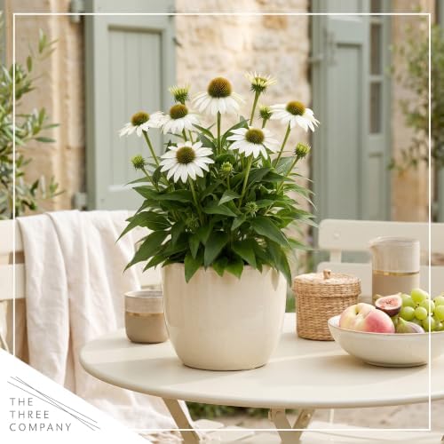 Coneflower (Echinacea) - White Blooms, Live Pollinator-Friendly Flowering Perennial, 12" Tall by 6" Wide in 2 Qt Pot - Image 6
