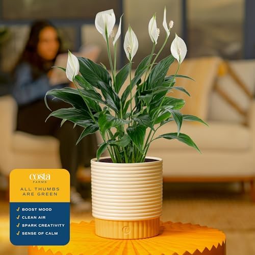 Costa Farms Peace Lily, Live Indoor Plant, Air Purifying, Flowers, 6-in Pot - Image 5