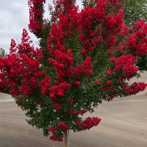 Red Crape Myrtle Tree - 6-12" Tall Live Plant - Quart Pot - Image 6