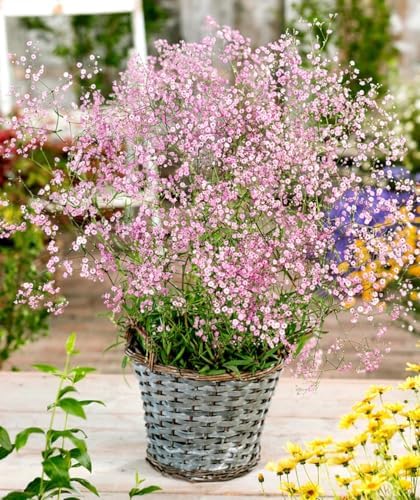 Votaniki Gypsophila Paniculata Rose Bare Roots — Long Blooming Perennial Baby’s Breath Plant for Summer & Fall Blooms | Easy-to-Grow (3 Pack) - Image 2