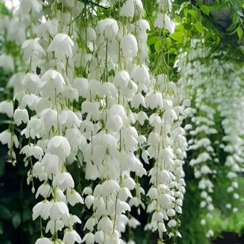 Climbing Jasmine Seeds for Planting 100pcs Fragrant Flowering Vine Fast-Growing for Fences, Trellises & Garden Landscaping - Image 4
