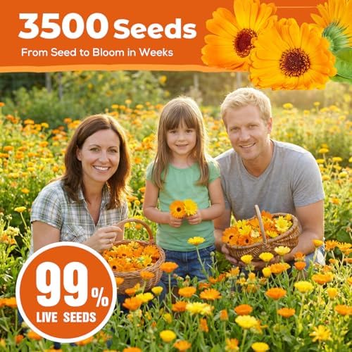 Calendula Seeds 1 oz (Over 3,500+ Seeds) – Heirloom Calendula Seeds for Planting, Easy to Grow, Attracts Pollinators Butterflies & Bees, Ideal for Borders, Containers & Cottage Gardens - Image 5