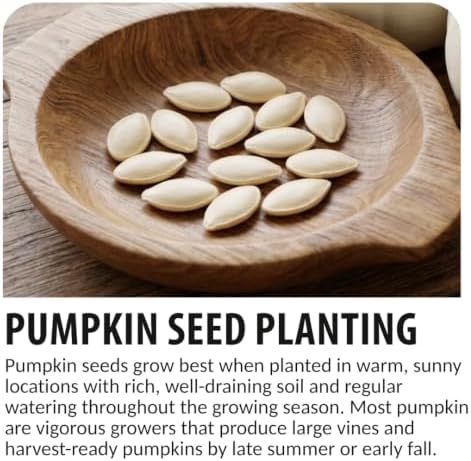 20 Blaze Mini Pumpkin Seeds | Orange Striped Miniature Pumpkin Seeds - Image 3