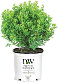 Proven Winners 2 Gallon Sprinter Boxwood by ProvenWinners