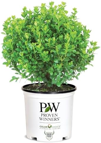 Proven Winners 2 Gallon Sprinter Boxwood by ProvenWinners