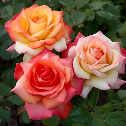 250+ Mix Climbing Roses Flowers Seeds -Rose Bushes Vine Climber Rose Seeds for Planting Outdoors-High Germination Rate Ornamental Your Garden - Image 4