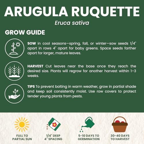 Arugula Ruquette – 2,000 Premium Seeds for Planting – Peppery, Fast-Growing Heirloom Greens for the 2026 Season – 5 Gram Pouch - Image 4