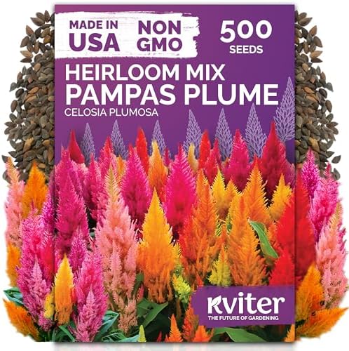 500 Mixed Pampas Plume Heirloom Flower Seeds for Planting, Celosia Plumosa by KVITER
