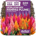 500 Mixed Pampas Plume Heirloom Flower Seeds for Planting, Celosia Plumosa by KVITER