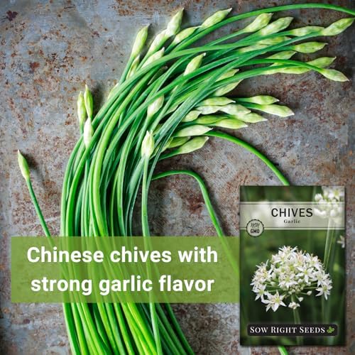 Sow Right Seeds- Garlic Chives Seeds for Planting Perennial Herb Garden 3pk - Image 3