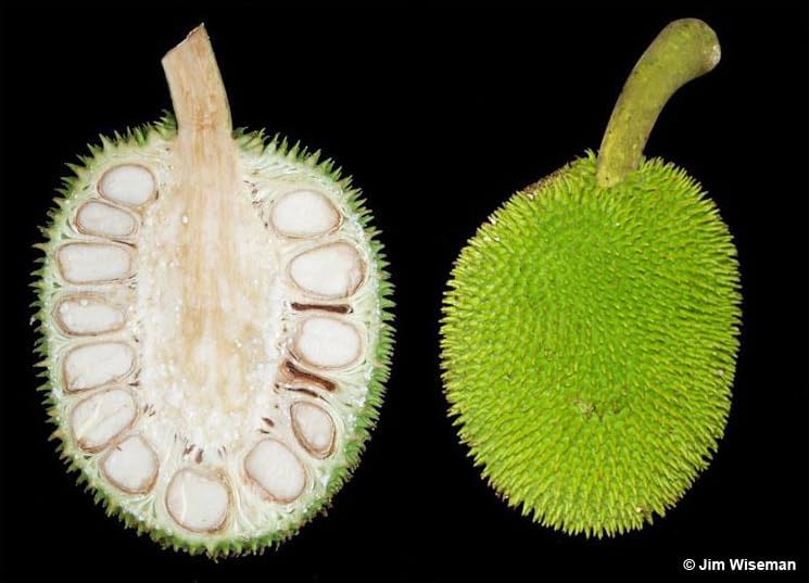 Breadfruit Tree (Artocarpus camansi) – Live Tropical Fruit Tree – USDA Certified - Image 4