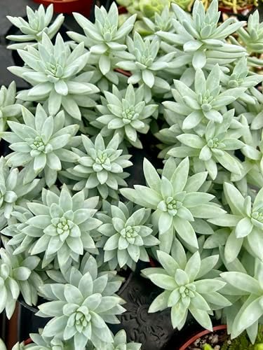 Blue Burrito Sedeveria Live Succulent Plant, Fully Rooted, 4 Inch Pot - Image 7
