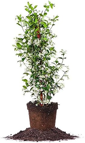 Perfect Plants Confederate Jasmine Live Plant, 3 Gallon Pot, Light Green by PerfectPlantsNursery