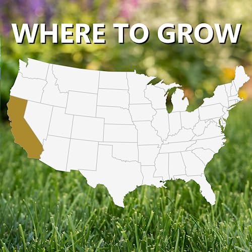 Jonathan Green Black Beauty Golden State California Grass Seed - 7 lb - Image 4