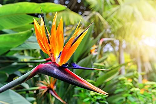 Orange Bird of Paradise Flower Seeds - 5 Seeds to Grow - Great Indoor Tropical Plant or Bonsai - Strelitzia Reginae - Image 2