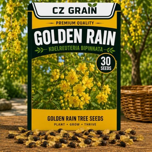 30 Golden Rain Tree Seeds | Koelreuteria Bipinnata Seeds for Planting by CZGrain