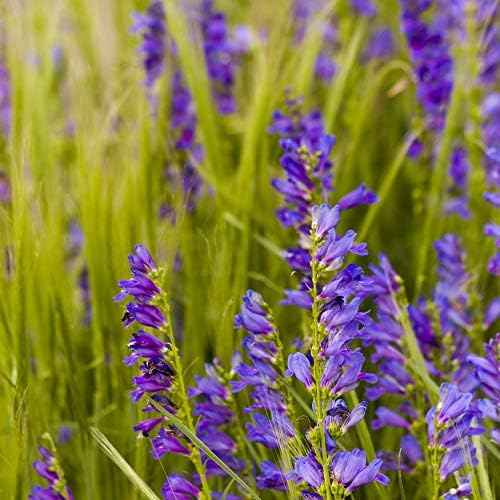 Outsidepride Penstemon Seeds - 1 Lb. Perennial, Drought-Tolerant & Pollinator Friendly, Strictus Rocky Mountain Wildflower Seeds for Planting with Vibrant Blue-Violet Blooms, Ideal for Xeriscaping - Image 6