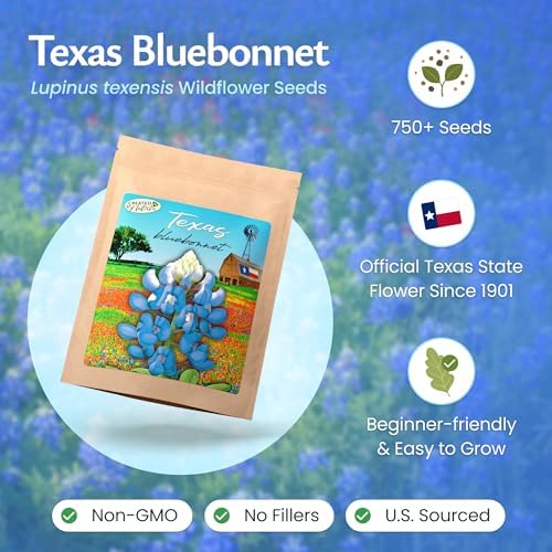 Texas Bluebonnet Seeds for Planting, 750+ Flower Seeds, Covers 200 Sq Ft - Image 2