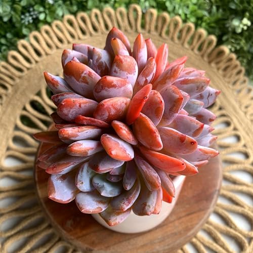Echeveria Orange Monroe Rare Live Succulent, Multi-Head Rosette Succulent, 3-4 Heads 3.5 Inch Bare Root Live Plant, No Pot Soil, Easy Care Indoor Houseplant, Outdoor Plant Party Decoration - Image 5