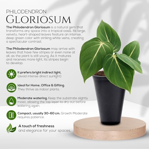 Philodendron Gloriosum Plant (4 Pack) Live Starter Plug Plants, Rare Indoor Tropical Houseplants, Velvet Leaf Philodendron, Easy Care Foliage Plants Live - Image 2