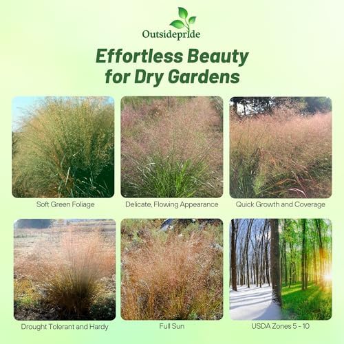 Outsidepride Sand Love Grass Seeds - 5,000 Pcs. Perennial, Easy to Grow, Drought-Tolerant, Tall Ornamental Grass, Thrives in Sandy Soil, Wind & Erosion Control for Landscaping, Year-Round Beauty - Image 2