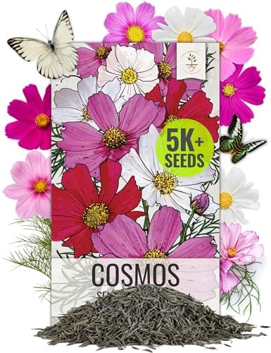 Seed Needs Flower Seeds to Plant Sensation Cosmos Blend - Bulk Pack by SeedNeeds
