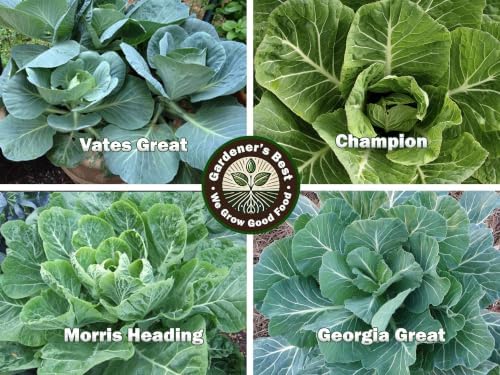Collards, Kale, Spinach Seeds - Power Greens Variety Pack Collection: - Image 2