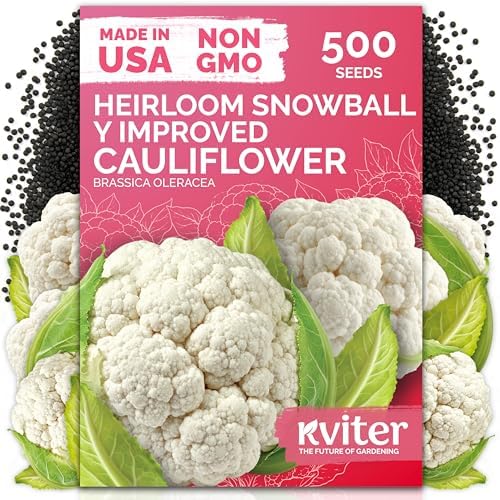 500 Snowball Y Improved Cauliflower Seeds for Planting, Brassica Oleracea by KVITER