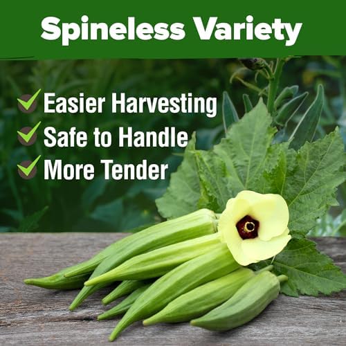 HOME GROWN Clemson Spineless Okra Seeds, 202+ Seeds, Abelmoschus esculentus - Image 6