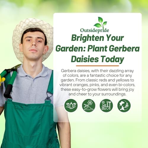 Outsidepride Revolution Select Mix Gerbera Seeds - 10 Pcs Perennial, Compact & Low Maintenance, Flower Seeds for Planting w/Vibrant Blooms, Ideal for Garden Landscaping & Cut Flower Arrangements - Image 6