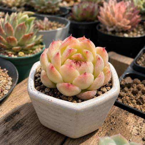 Echeveria 'Soul Fairy' Bare Root Succulent Live Plant for Home Collectors - Image 5