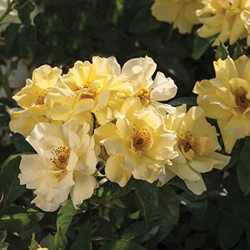 Perfect Plants Lemon Drift Rose Live Plant, 1 Gallon, Yellow Bush - Image 4