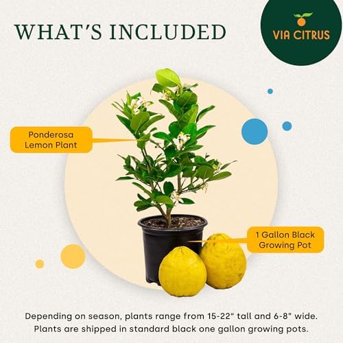 Ponderosa Lemon Tree Live Plant 13-22" Tall by Via Citrus - Image 3